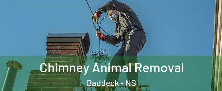 Chimney Animal Removal Baddeck - NS