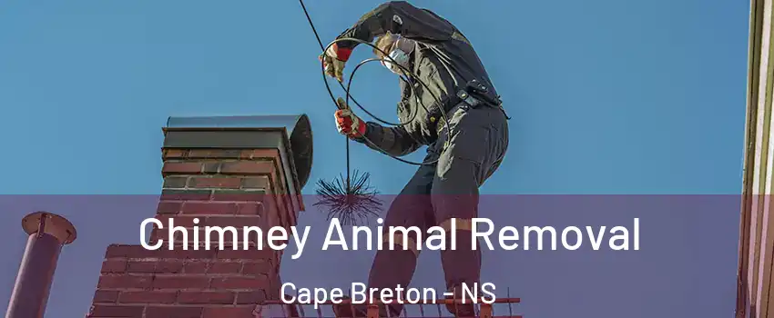 Chimney Animal Removal Cape Breton - NS