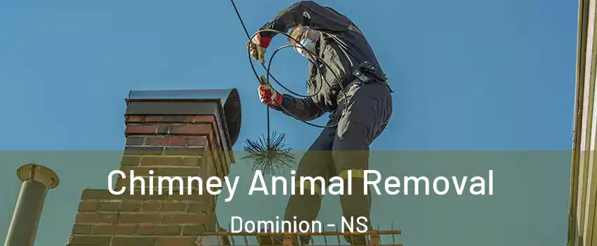 Chimney Animal Removal Dominion - NS