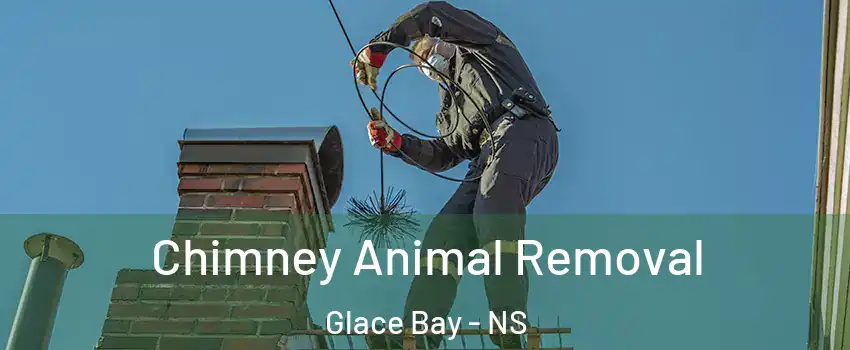 Chimney Animal Removal Glace Bay - NS