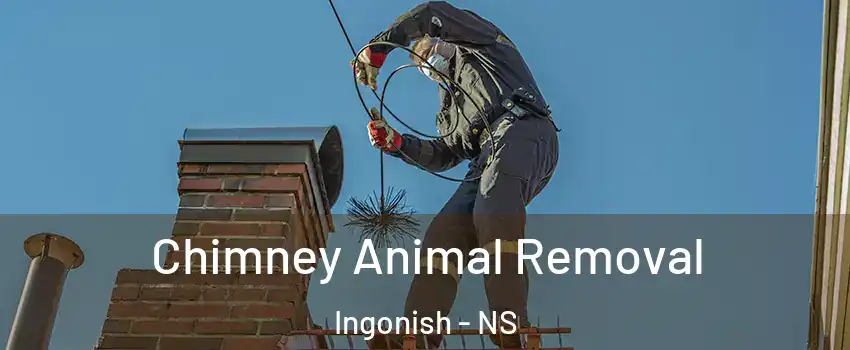 Chimney Animal Removal Ingonish - NS