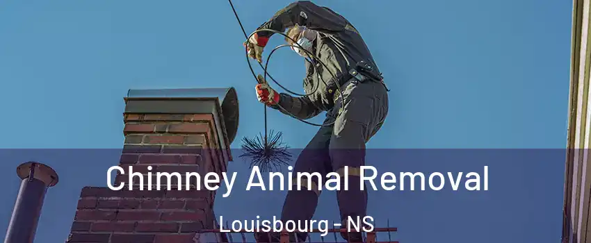 Chimney Animal Removal Louisbourg - NS
