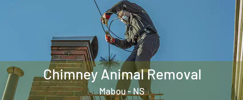Chimney Animal Removal Mabou - NS