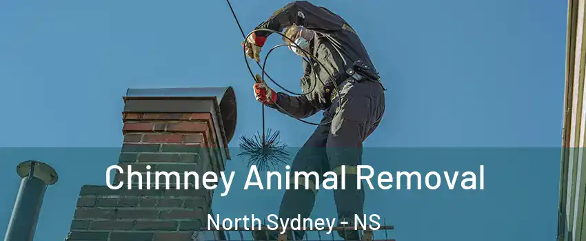 Chimney Animal Removal North Sydney - NS
