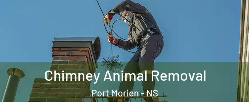 Chimney Animal Removal Port Morien - NS