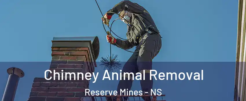 Chimney Animal Removal Reserve Mines - NS