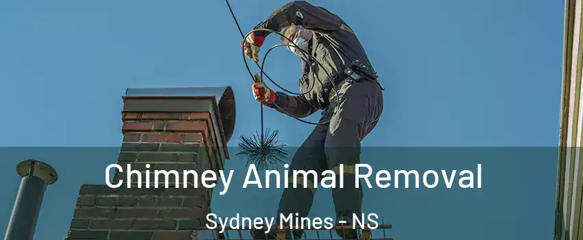 Chimney Animal Removal Sydney Mines - NS