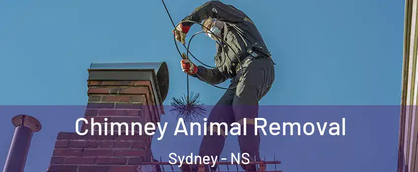 Chimney Animal Removal Sydney - NS