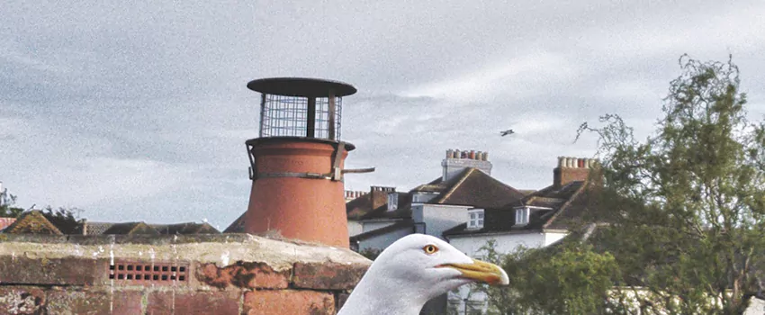 Chimney Cap Bird Guard Repair in Dominion, Nova Scotia